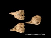 藏品(梅花鹿骨)的圖片