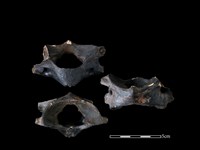 藏品(豬骨)的圖片