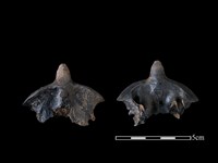 藏品(豬骨)的圖片