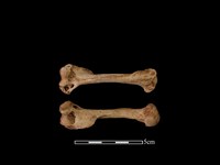 藏品(水獺骨)的圖片