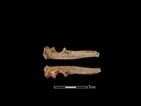 藏品(水獺骨)的圖片