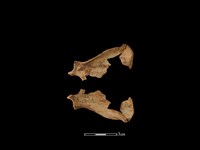 藏品(水獺骨)的圖片