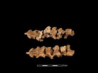 藏品(水獺骨)的圖片