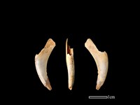 藏品(山羌骨)的圖片