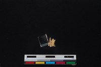 藏品(獐骨)的圖片