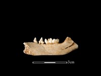 藏品(狗獾骨)的圖片