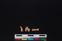 藏品(狗骨)的圖片