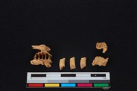 藏品(野兔骨)的圖片