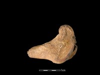 藏品(水鹿骨)的圖片