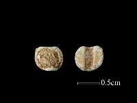 藏品(玻璃珠)的圖片