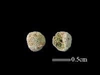 藏品(玻璃珠)的圖片