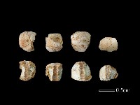 藏品(玻璃珠)的圖片