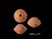 藏品(紡輪)的圖片