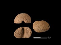 藏品(紡輪)的圖片