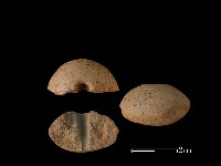 藏品(紡輪)的圖片