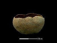 藏品(陶罐)的圖片