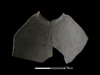 藏品(陶罐)的圖片