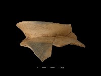 藏品(陶罐)的圖片