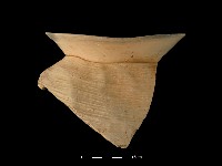 藏品(陶罐)的圖片