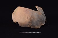 藏品(陶片)的圖片