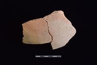 藏品(陶片)的圖片