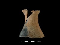 藏品(陶片)的圖片