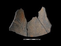 藏品(陶片)的圖片