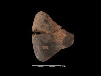 藏品(陶片)的圖片