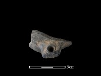 藏品(穿鼻)的圖片