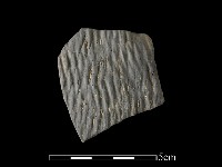 藏品(陶片)的圖片