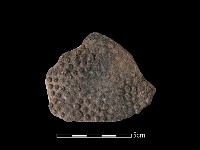 藏品(陶片)的圖片