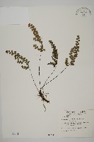 藏品(鐵線蕨)的圖片