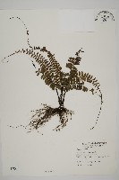 藏品(鞭葉鐵線蕨)的圖片