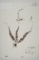 藏品(鞭葉鐵線蕨)的圖片