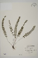 藏品(愛氏鐵線蕨)的圖片