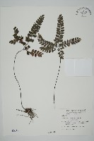 藏品(扇葉鐵線蕨)的圖片