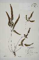 藏品(毛葉鐵線蕨)的圖片