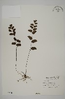 藏品(半月形鐵線蕨)的圖片