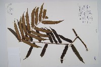 藏品(觀音座蓮)的圖片