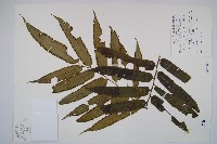 藏品(觀音座蓮)的圖片