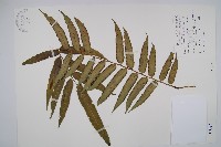 藏品(觀音座蓮)的圖片