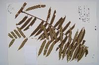 藏品(觀音座蓮)的圖片