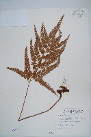 藏品(細葉複葉耳蕨)的圖片