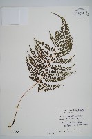 藏品(臺灣兩面複葉耳蕨)的圖片