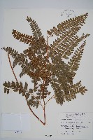 藏品(斜方複葉耳蕨)的圖片