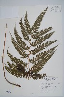 藏品(斜方複葉耳蕨)的圖片