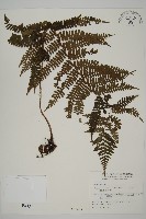 藏品(頂囊肋毛蕨)的圖片