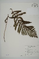 藏品(頂囊肋毛蕨)的圖片