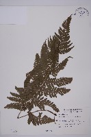 藏品(愛德氏肋毛蕨)的圖片
