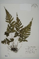 藏品(薄葉擬肋毛蕨)的圖片